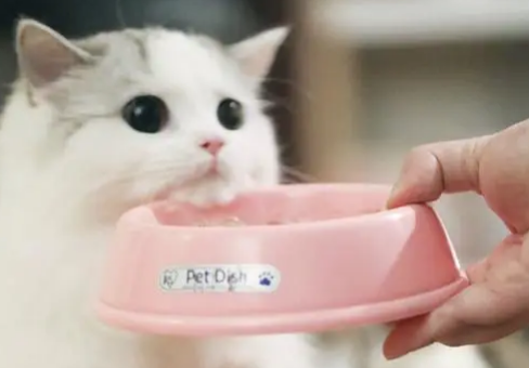 猫咪贫血吃什么 猫咪贫血吃什么