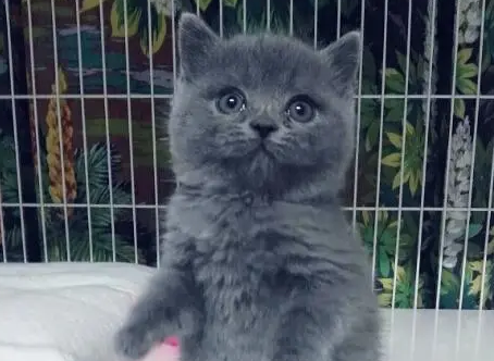 小白猫找蓝猫打架，白猫被揍后使用美喵计