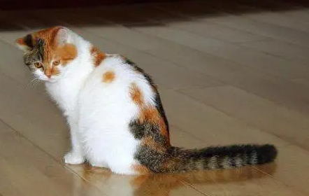 猫咪多久成年