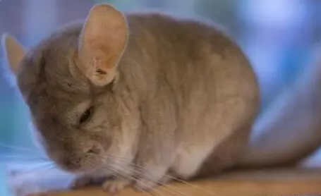 龙猫多少钱一只