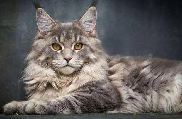 缅因猫能长多大 缅因猫能长多大