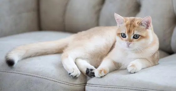 养猫要注意什么 养猫要注意什么