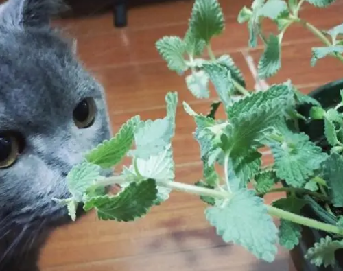 猫薄荷怎么用