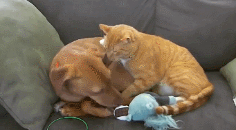 狗狗离开主人很害怕,橘猫抱住它:我陪你 狗狗离开主人很害怕,橘猫抱住它:我陪你