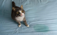 猫老是乱尿是什么原因