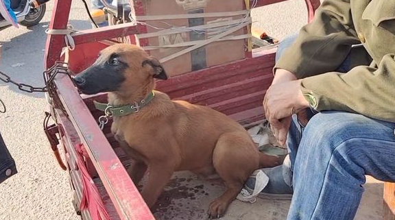 马犬不愿和主人分开，只能不停握手