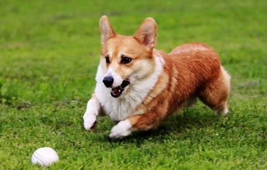怎么训练柯基犬
