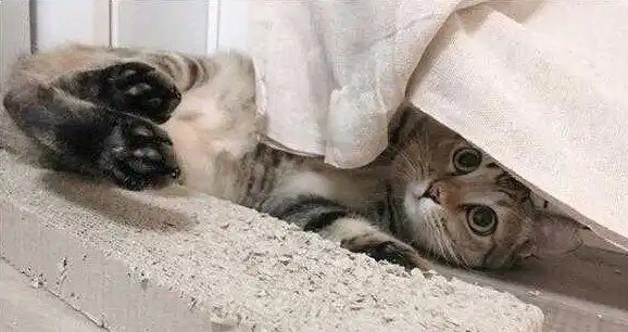 猫怕什么声音 猫怕什么声音