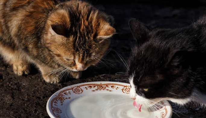 猫可以喝牛奶吗 猫可以喝牛奶吗