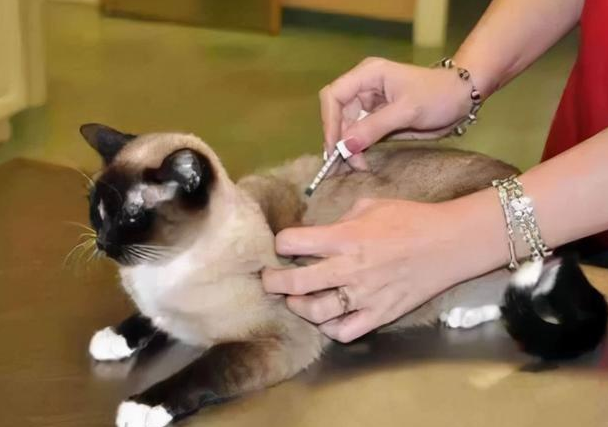 猫咪会长跳蚤吗 猫咪会长跳蚤吗