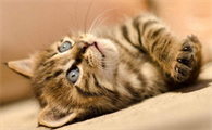 猫能吃饼干吗