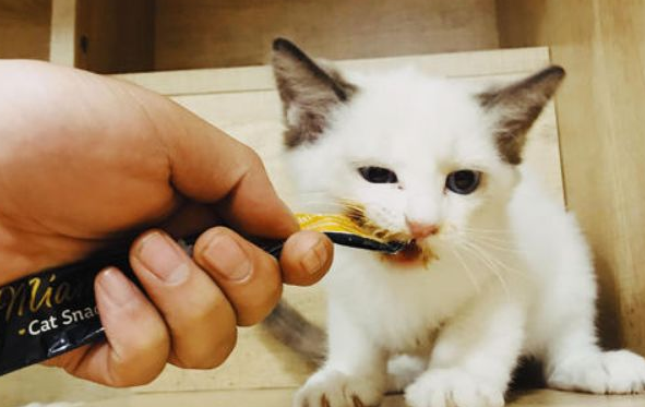 猫可以吃什么小零食
