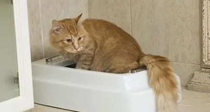 猫咪尿不出来 猫咪尿不出来