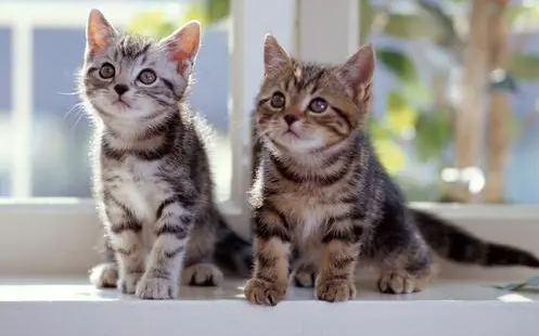 猫可以喝豆浆吗