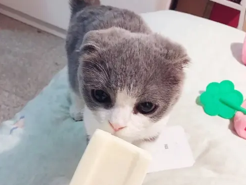 猫可以吃雪糕吗