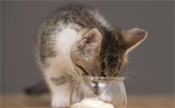 猫能不能喝酸奶