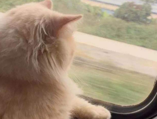 高铁可以带猫吗