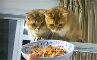 猫可以吃鸡肝吗