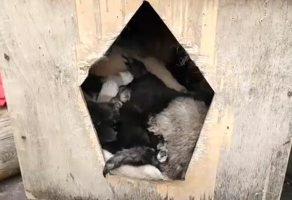 林中跑出6只小狗,爱犬非但不叫还让出狗窝 林中跑出6只小狗,爱犬非但不叫还让出狗窝