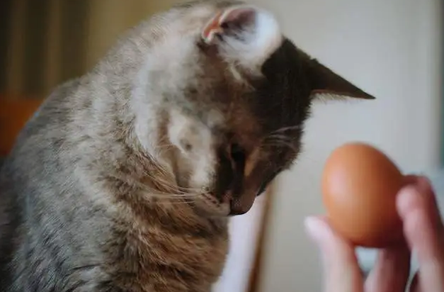 猫咪能吃鸡蛋吗