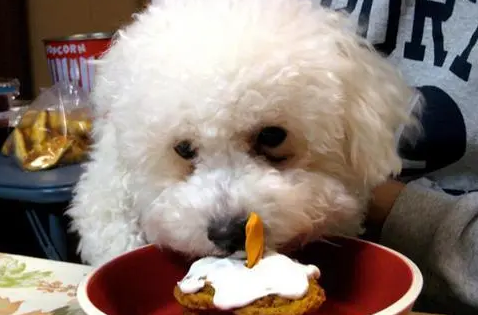 比熊犬吃什么