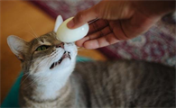 猫可以吃蛋白吗