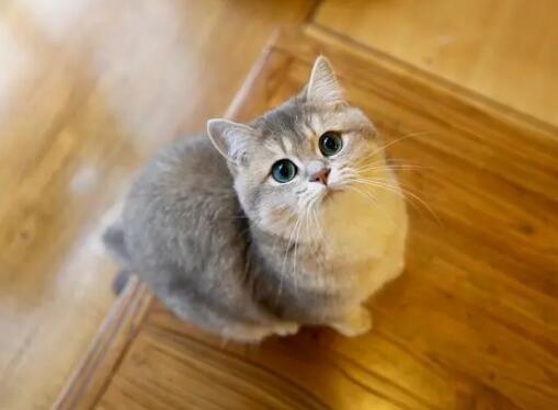 猫发情有哪些特征