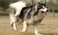 阿拉斯加雪撬犬