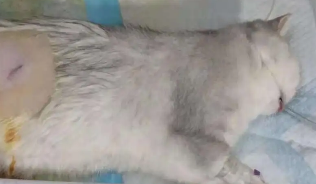 母猫需要绝育吗