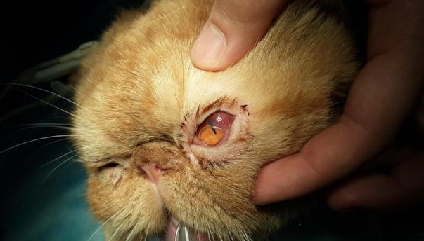 猫一只眼睛红肿流眼泪发炎了咋办