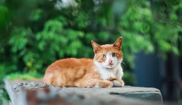 农村喂小土猫吃什么 农村喂小土猫吃什么