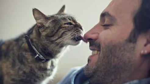猫咪舔主人脸