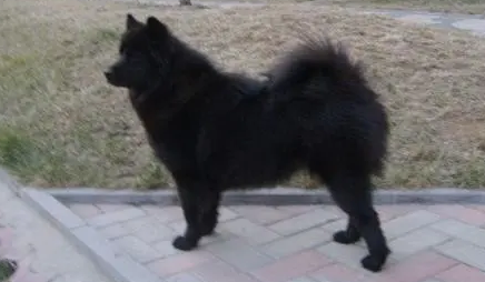 萨摩耶犬黑色
