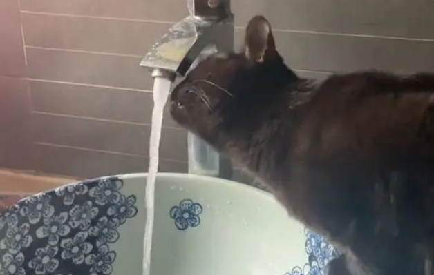 猫咪爱喝水龙头的水，却总是只开不关