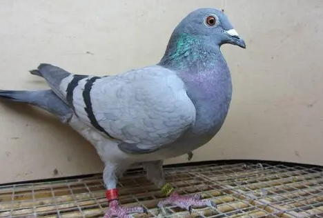 你们说,瓦灰鸽多少钱一只?