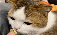 猫可以吃花生吗