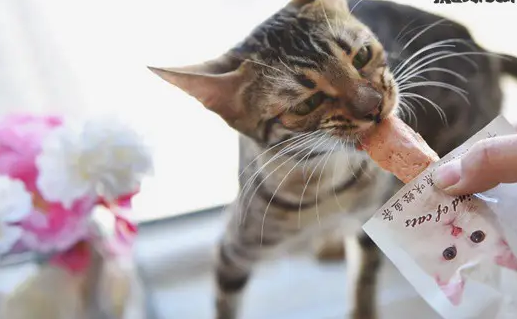 猫可以喂什么零食