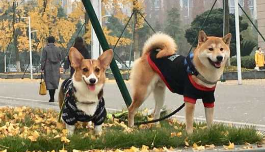 柴犬和柯基区别