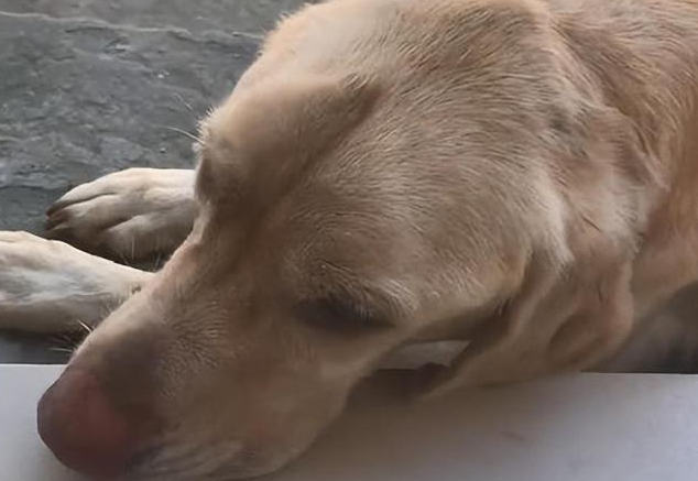 流浪狗上门求助，赖在汽车里不肯下去