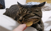 猫可以吃饼干吗
