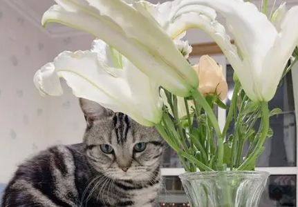 百合对猫有毒吗
