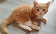 猫咪多大成年