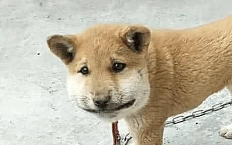 狗狗一早跑丢了,回来后不敢正面看人 狗狗一早跑丢了,回来后不敢正面看人
