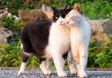 猫怎么看公母 猫怎么看公母