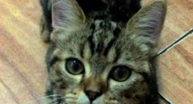 猫咪体会到窒息的痛苦,只因玩主人袜子 猫咪体会到窒息的痛苦,只因玩主人袜子