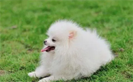 博美犬怎么训练