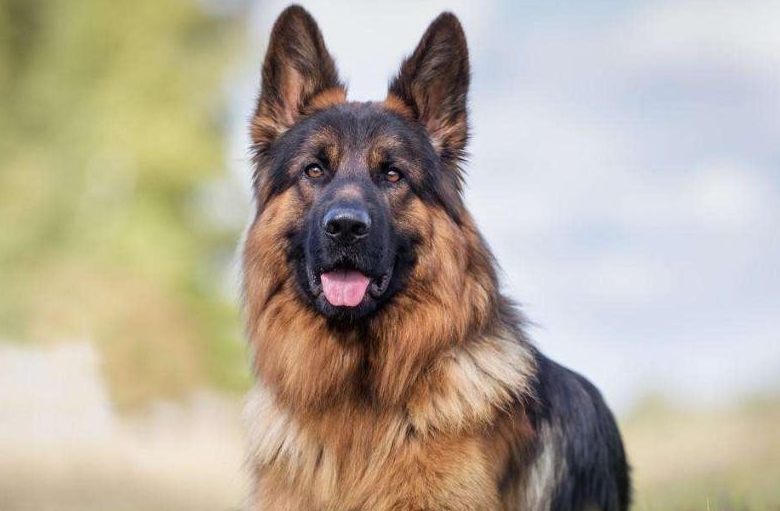 德牧犬吃什么牌子的狗粮好些 德牧犬吃什么牌子的狗粮好些