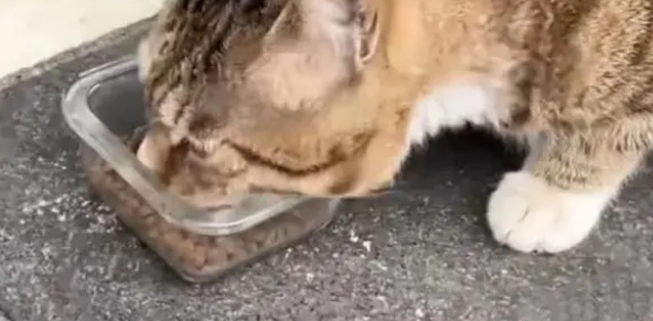 老板回家不忘给流浪猫留门,爱猫者接力投喂 老板回家不忘给流浪猫留门,爱猫者接力投喂