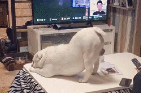狗狗向主人撒娇，撅起屁股对着她求摸摸