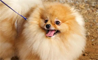 博美犬如何训练
